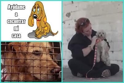 medidas para no perder a tu perro