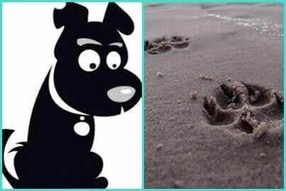 mi mascota se ha perdido