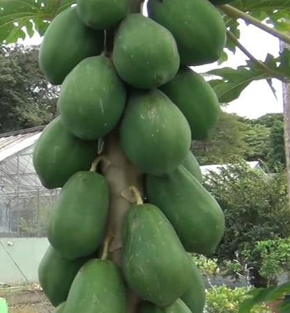 Papaya es una fruta que pertenece a la familia de las caricáceas. 