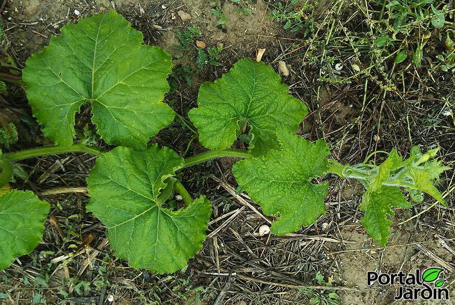 Calabaza - Portal Jardín. Huerto, Jardín y Cocina.