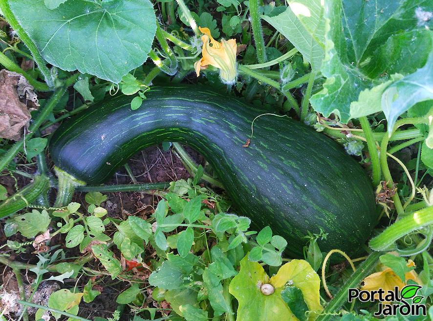 Calabaza - Portal Jardín. Huerto, Jardín y Cocina.
