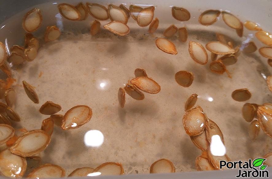 Calabaza - Portal Jardín. Huerto, Jardín y Cocina.