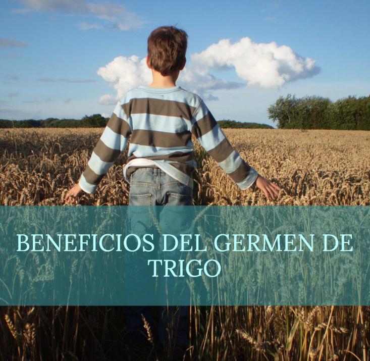 beneficios del germen de trigo