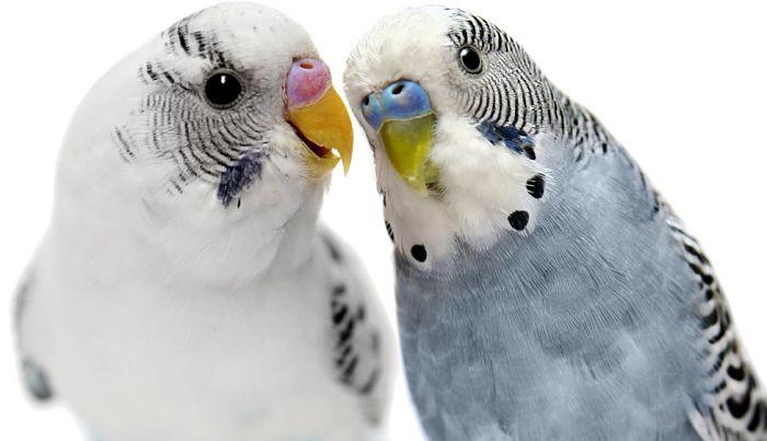 Cómo hacer que dos periquitos críen
