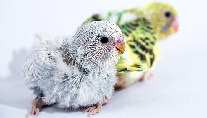 como-hacer-que-dos-periquitos-crien-3