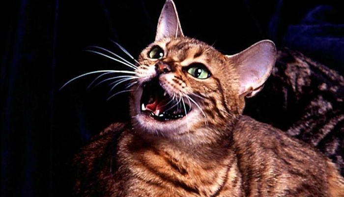 sonidos que emiten los gatos
