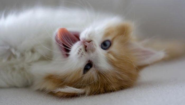 sonidos característicos de los gatos