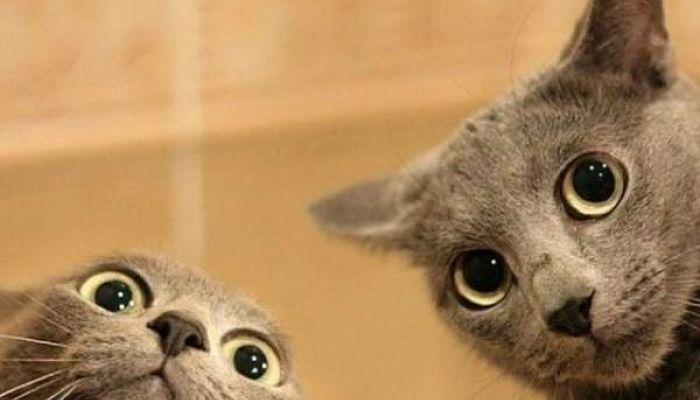 que raza son los gatos grises