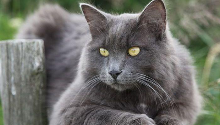 razas de gatos nebelung