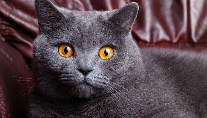 raza de gatos chartreux