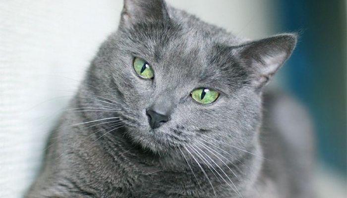 gato russian blue