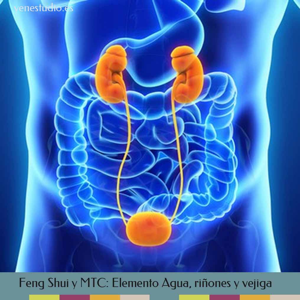 mtc-y-feng-shui-elemento-agua-rinones-y-vejiga
