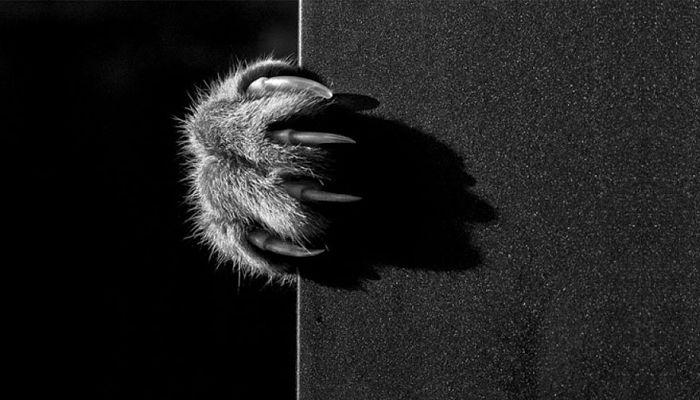 que representan los gatos