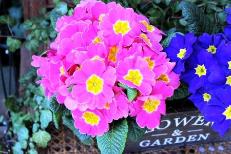 sembrar primulas o primaveras