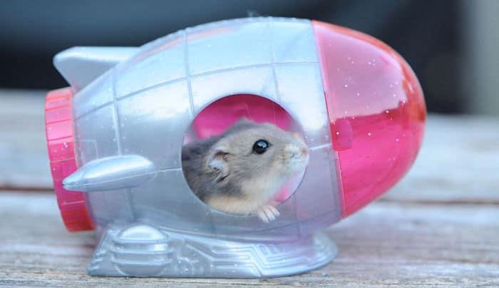 como-hacer-juguetes-para-hamsters-2
