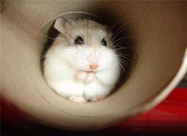 como-hacer-juguetes-para-hamsters-5