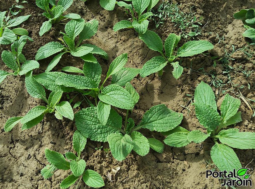 Borraja cultivo y propiedades. Portal Jardín.