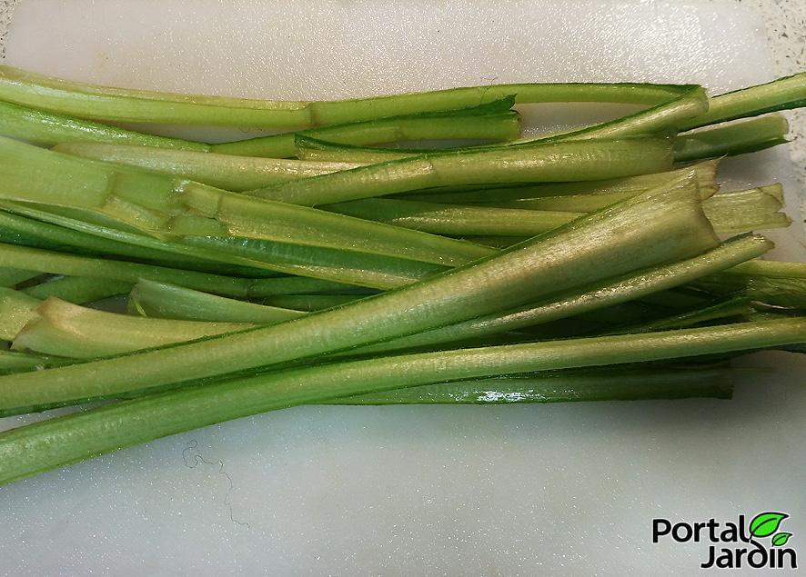 Borraja cultivo y propiedades. Portal Jardín.