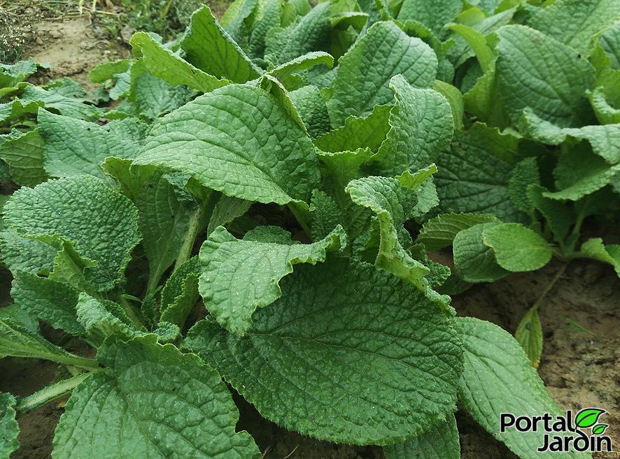 Borraja cultivo y propiedades. Portal Jardín.