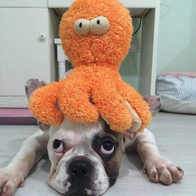 sir-legs-a-lot-fuzzyard