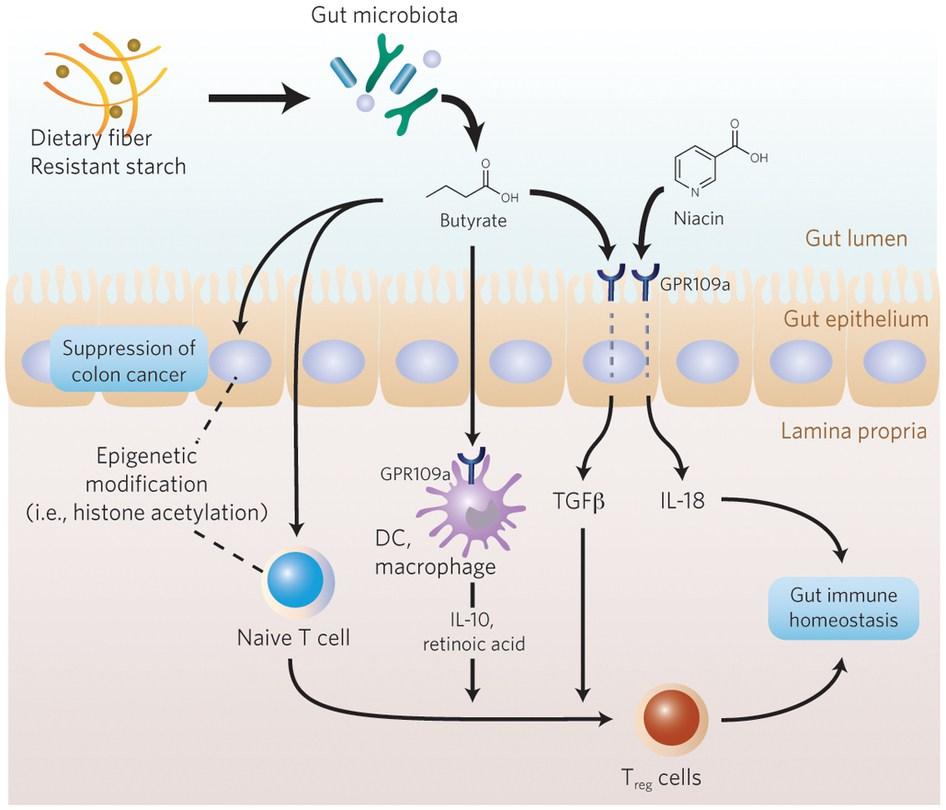 Generación acidos grasos de cadena corta