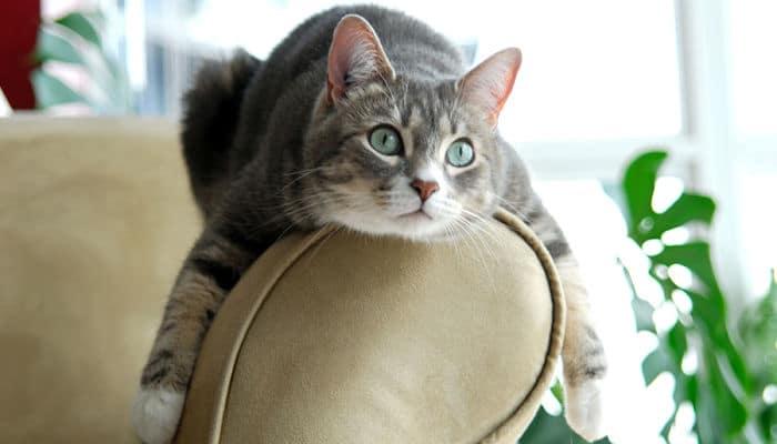 cómo evitar que los gatos arañen el sofá