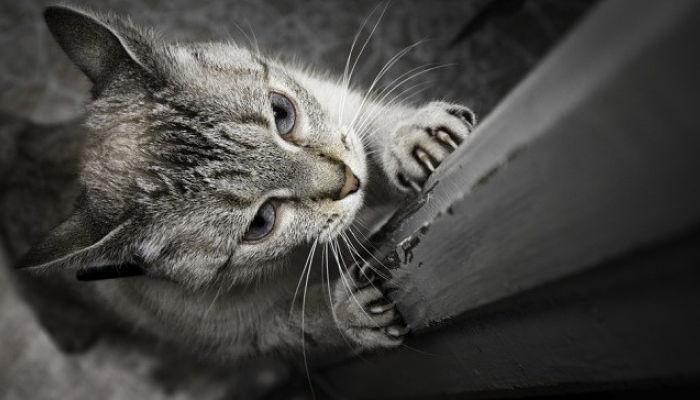 tips para evitar que los gatos arañen el sofa