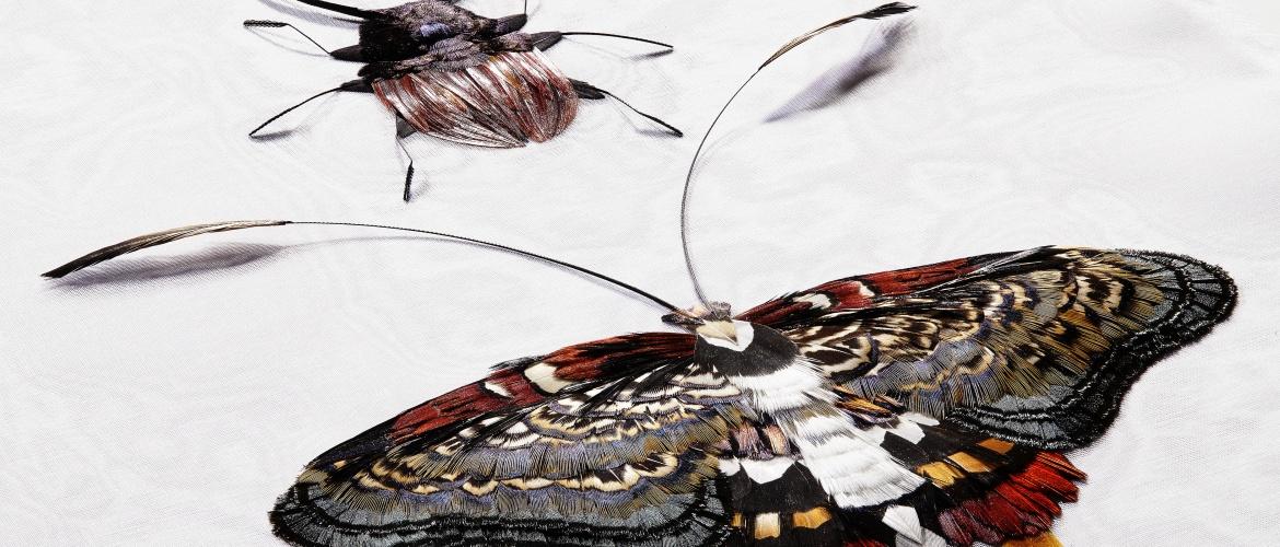 Muebles de diseño y decoracion marcos-con-plumas-julien-vermeulen-muebles-de-diseno