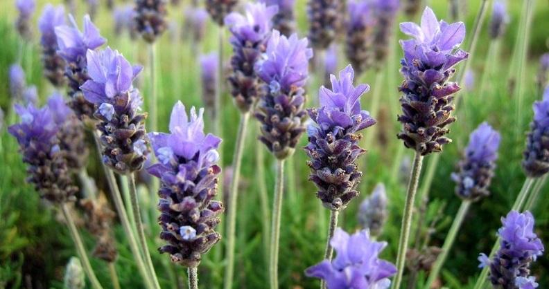 lavanda