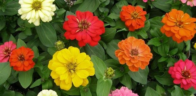 Zinnias