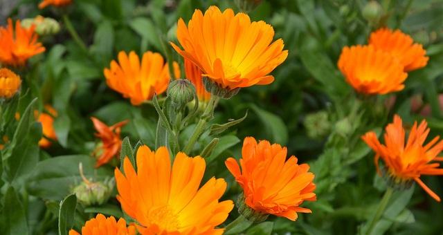 calendula