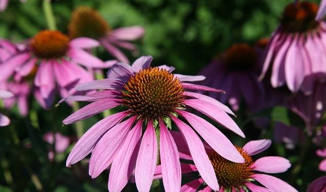 Equinacea purpurea