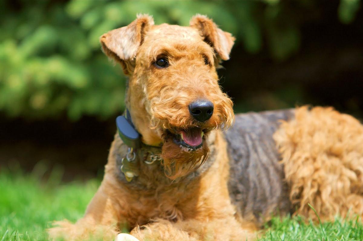 Características e historia de el Airedale Terrier | Mascotas