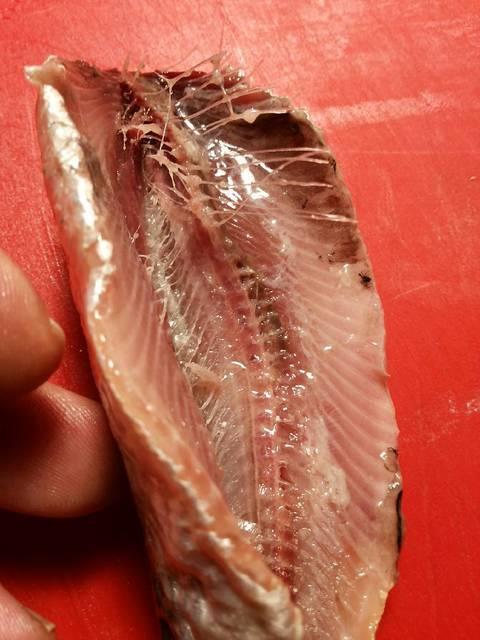 Sardinas marinadas en salazón