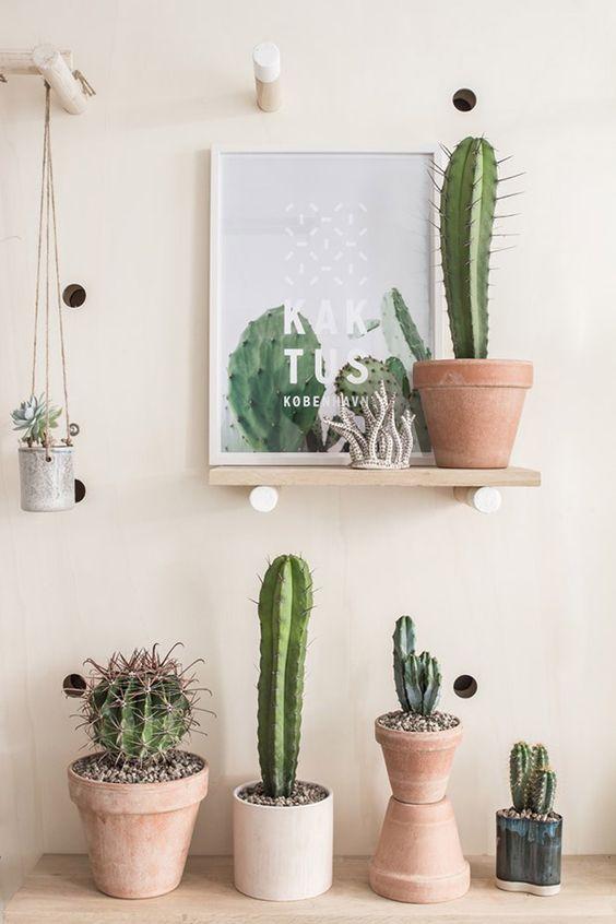 cactus bemydeco