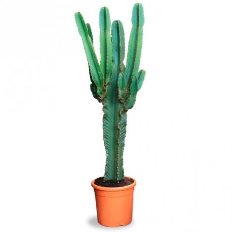 cactus bemydeco