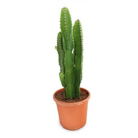 cactus bemydeco