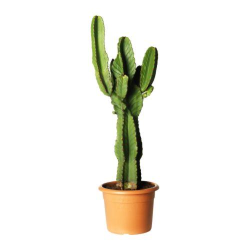 cactus bemydeco