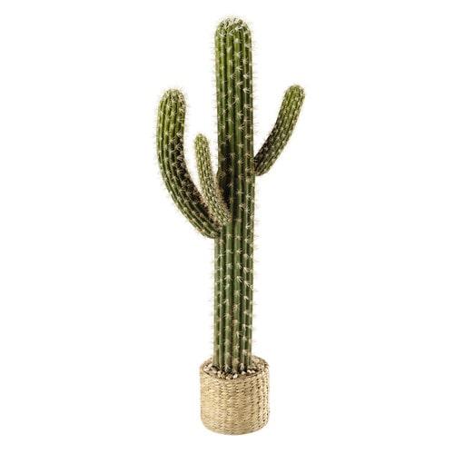 cactus bemydeco