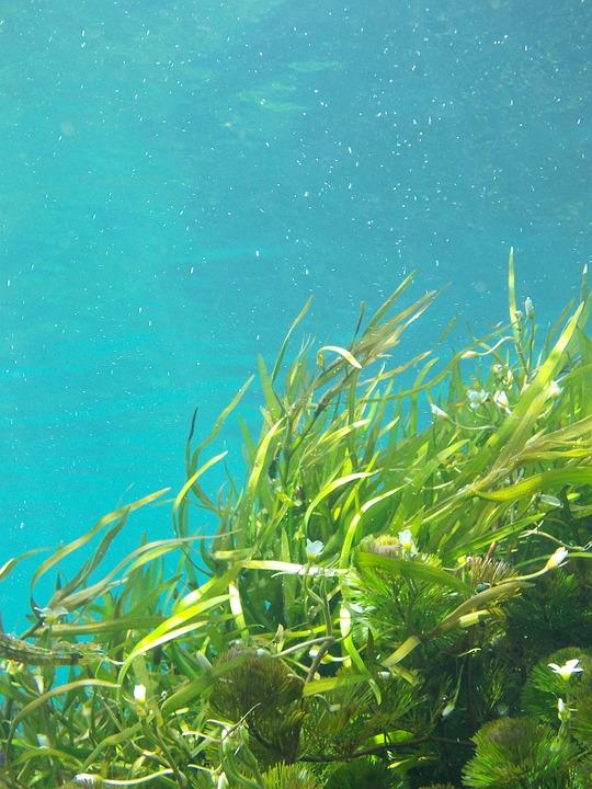 Las algas marinas comestibles: un auténtico superalimento
