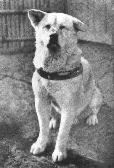 siempre-a-tu-lado-hachiko-ii