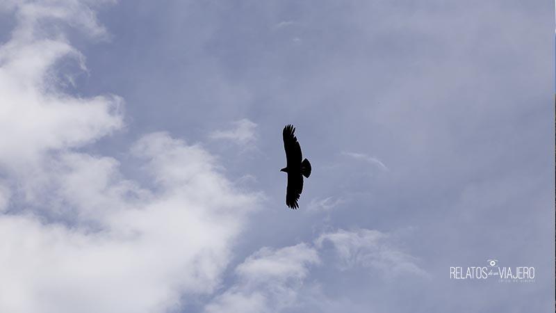 reserva-mogote-bayo-condor-andino