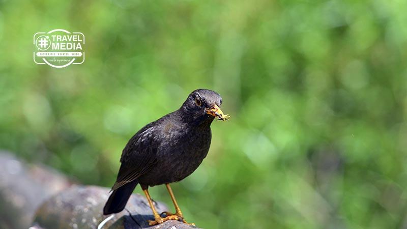 reserva-mogote-bayo-pajarito