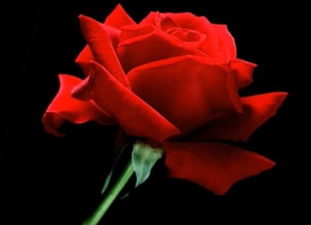 buscar la media naranja