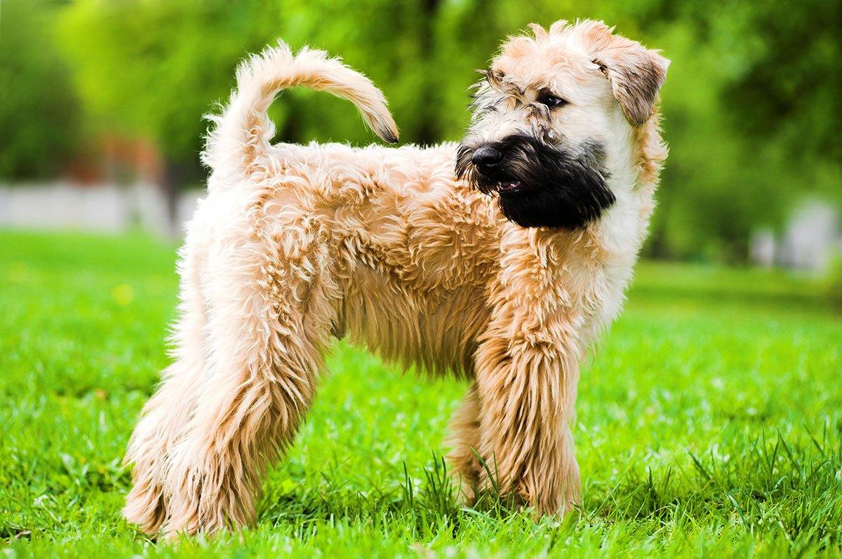 wheaten-terrier-de-revestimiento-blando4