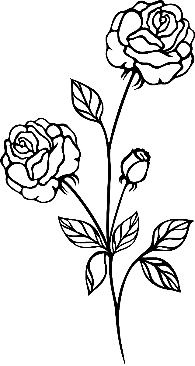 Rosas Dibujo