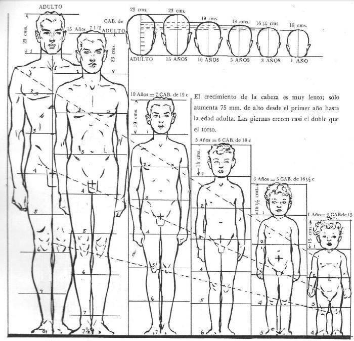 proporciones-de-diferentes-edades