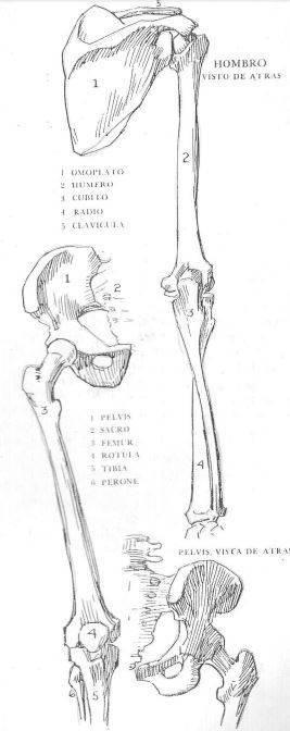 huesos-importantes-para-un-dibujante