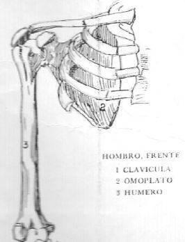 huesos-importantes-para-un-dibujante-2