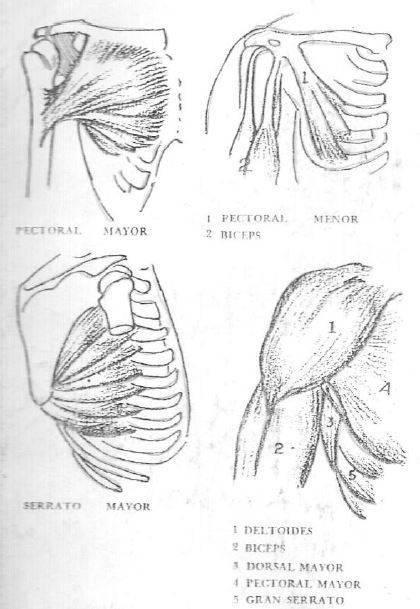 musculos-frente-a-la-figura